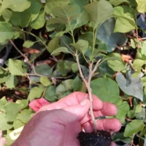 Sundown Orange Bougainvillea Live Plants – Set of 3, 4-6