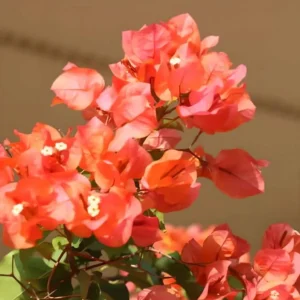 Sundown Orange Bougainvillea Live Plants – Set of 3, 4-6
