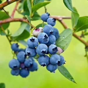 Sunshine Blue Blueberry Live Plant - Southern Highbush Dwarf - 4-6