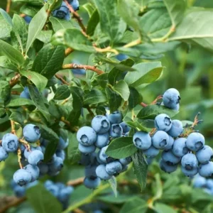 Sunshine Blue Blueberry Live Plant - Southern Highbush Dwarf - 4-6