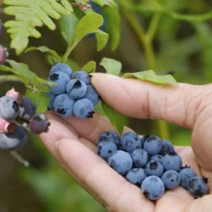 Sunshine Blue Blueberry Live Plant - Southern Highbush Dwarf - 4-6