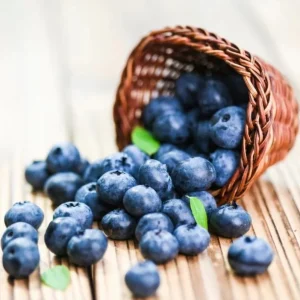 Sunshine Blue Blueberry Live Plant - Southern Highbush Dwarf - 4-6