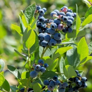 Sunshine Blueberry Live Plant - Southern Highbush - Vaccinium Corymbosum - 4-6