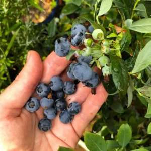 Sunshine Blueberry Live Plant - Southern Highbush - Vaccinium Corymbosum - 4-6