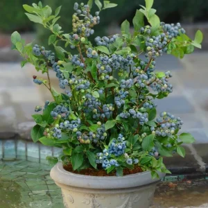 Sunshine Blueberry Live Plant - Southern Highbush - Vaccinium Corymbosum - 4-6