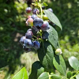 Sunshine Blueberry Live Plant - Southern Highbush - Vaccinium Corymbosum - 4-6