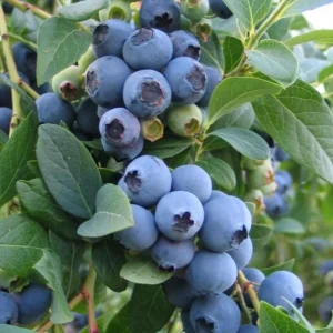 Sunshine Blueberry Live Plant - Southern Highbush - Vaccinium Corymbosum - 4-6
