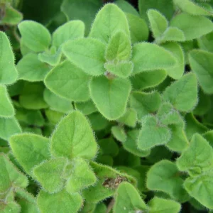 Sweet Marjoram Live Plant Set – 3 Starter Plants, 2-6