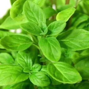 Sweet Marjoram Live Plant Set – 3 Starter Plants, 2-6