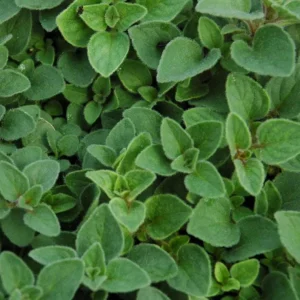 Sweet Marjoram Live Plant Set – 3 Starter Plants, 2-6