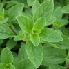 Sweet Marjoram Live Plant Set – 3 Starter Plants, 2-6" Tall – Culinary Herb - Image 1