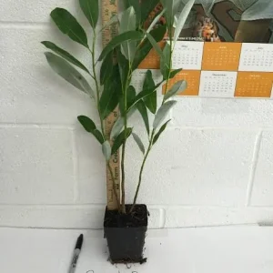 Sweetbay Magnolia Tree Live Plant - Fragrant White Blooms - Quart Pot (10-18 in) - Image 2