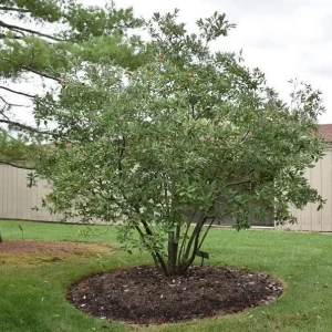 Sweetbay Magnolia Tree Live Plant, Fragrant White Blooms, 1 Gallon Pot - Image 2