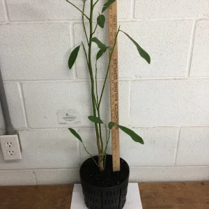 Sweetbay Magnolia Tree Live Plant, Fragrant White Blooms, 1 Gallon Pot - Image 3