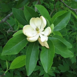 Sweetbay Magnolia Tree Live Plant - Fragrant White Blooms - Quart Pot (10-18 in) - Image 3