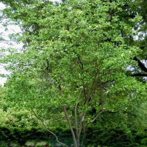 Sweetbay Magnolia Tree Live Plant - Fragrant White Blooms - Quart Pot (10-18 in) - Image 4