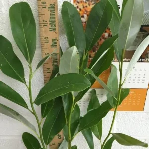 Sweetbay Magnolia Tree Live Plant - Fragrant White Blooms - Quart Pot (10-18 in) - Image 5