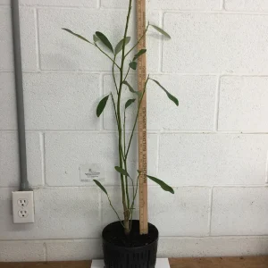 Sweetbay Magnolia Tree Live Plant, Fragrant White Blooms, 1 Gallon Pot - Image 5