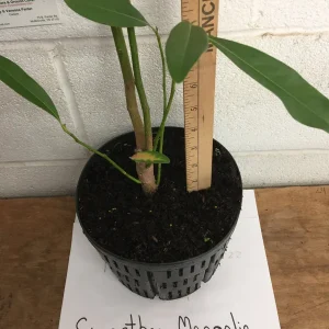 Sweetbay Magnolia Tree Live Plant, Fragrant White Blooms, 1 Gallon Pot - Image 6