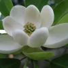 Sweetbay Magnolia Tree Live Plant - Fragrant White Blooms - Quart Pot (10-18 in) - Image 1