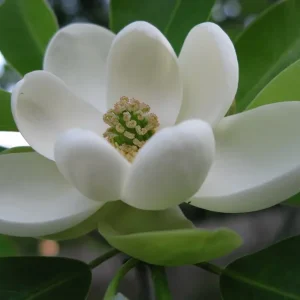 Sweetbay Magnolia Tree Live Plant - Fragrant White Blooms - Quart Pot (10-18 in) - Image 1