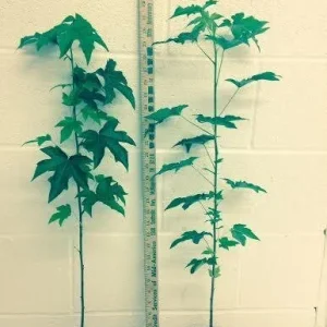 Sweetgum Tree Live Plant - 1 Quart Pot - Liquidambar styraciflua - Zones 5-9 - Image 2