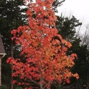 Sweetgum Tree Live Plant - 1 Quart Pot - Liquidambar styraciflua - Zones 5-9 - Image 3