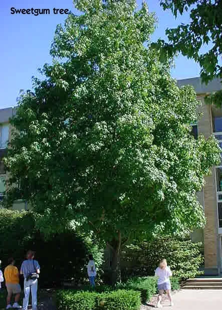 Sweetgum Tree Live Plant - 1 Quart Pot - Liquidambar styraciflua - Zones 5-9 - Image 4