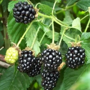 Sweetie Pie Thornless Blackberry Plants - Live Starter - 2 Pack - Heat Tolerant - Image 5