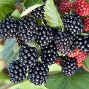 Sweetie Pie Thornless Blackberry Plants - Live Starter - 2 Pack - Heat Tolerant - Image 6