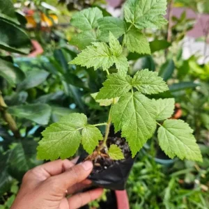 Sweetie Pie Thornless Blackberry Plants - Live Starter - 2 Pack - Heat Tolerant - Image 8