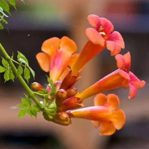 Tangerine Beauty Crossvine Live Plant - 2 Pack, 4-6