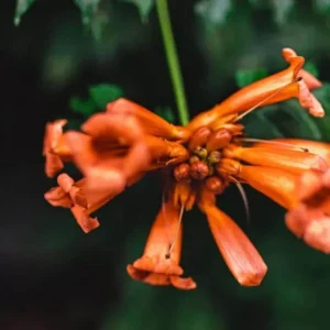 Tangerine Beauty Crossvine Live Plant - 2 Pack, 4-6