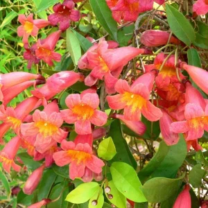 Tangerine Beauty Crossvine Live Plant 3 Pack - 5-9