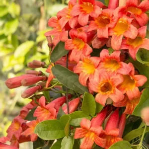 Tangerine Beauty Crossvine Live Plant 3 Pack - 5-9