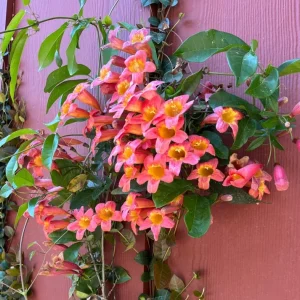 Tangerine Beauty Crossvine Live Plant 3 Pack - 5-9
