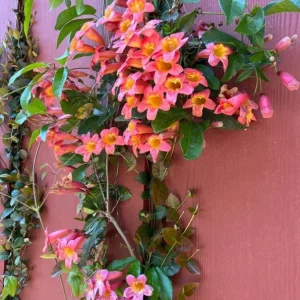 Tangerine Beauty Crossvine Live Plant 3 Pack - 5-9