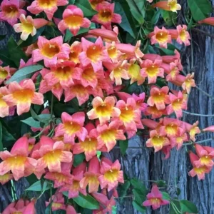 Tangerine Beauty Crossvine Live Plant 3 Pack - 5-9