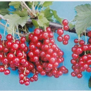 Tatran Red Currant Live Plant - Edible Fruiting Shrub for Zones 3-8 - Image 2