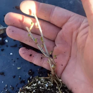 Tatran Red Currant Live Plant - Edible Fruiting Shrub for Zones 3-8 - Image 4