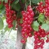 Tatran Red Currant Live Plant - Edible Fruiting Shrub for Zones 3-8 - Image 1