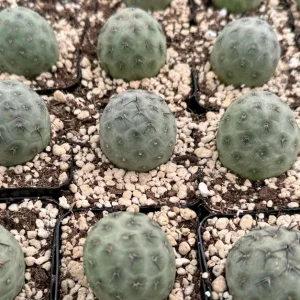Tephrocactus Geometricus Live Plant – Rare Cactus in 2.5-4 inch Pot - Image 2