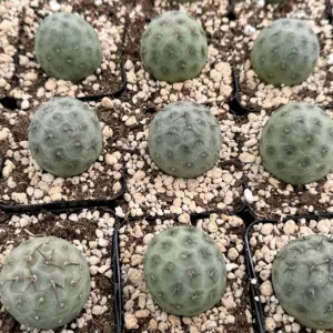 Tephrocactus Geometricus Live Plant – Rare Cactus in 2.5-4 inch Pot - Image 3