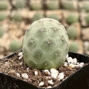 Tephrocactus Geometricus Live Plant – Rare Cactus in 2.5-4 inch Pot - Image 4