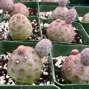 Tephrocactus Geometricus Live Plant – Rare Cactus in 2.5-4 inch Pot - Image 5