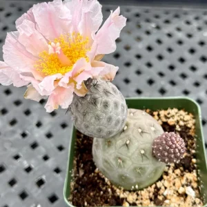 Tephrocactus Geometricus Live Plant – Rare Cactus in 2.5-4 inch Pot - Image 6