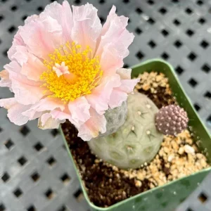 Tephrocactus Geometricus Live Plant – Rare Cactus in 2.5-4 inch Pot - Image 7