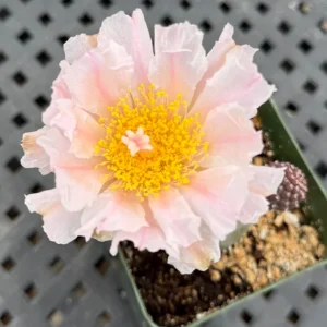 Tephrocactus Geometricus Live Plant – Rare Cactus in 2.5-4 inch Pot - Image 8