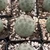Tephrocactus Geometricus Live Plant – Rare Cactus in 2.5-4 inch Pot - Image 1