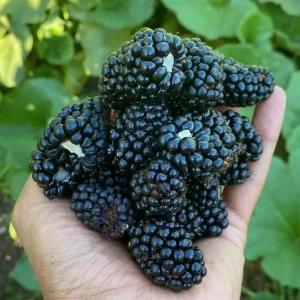 Thornless Blackberry Live Plants - 2 Pack, Primocane Fruiting, Large Sweet Fruit, 4-6 inch Starters - Image 3